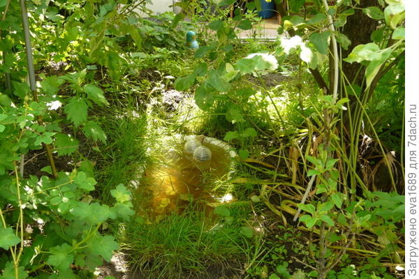 Водоем в траве