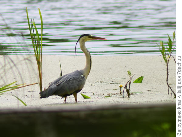 Серая цапля