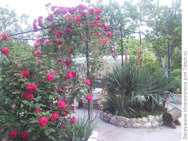 Это те же розы.