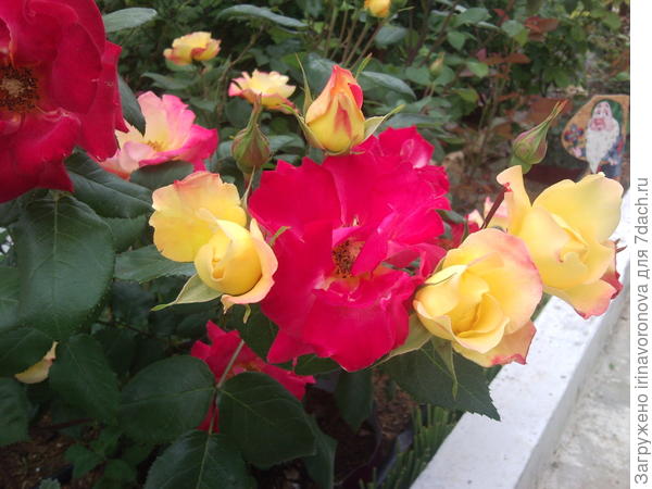 Этот сорт роз зацвел впервые ( приобрела осенью )