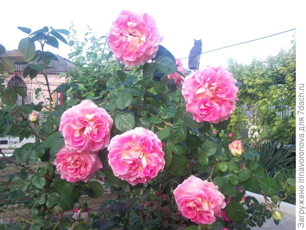 Эти розы похожи на &quot;цыганские&quot; с открыток, яркие и &quot;разноцветные&quot;