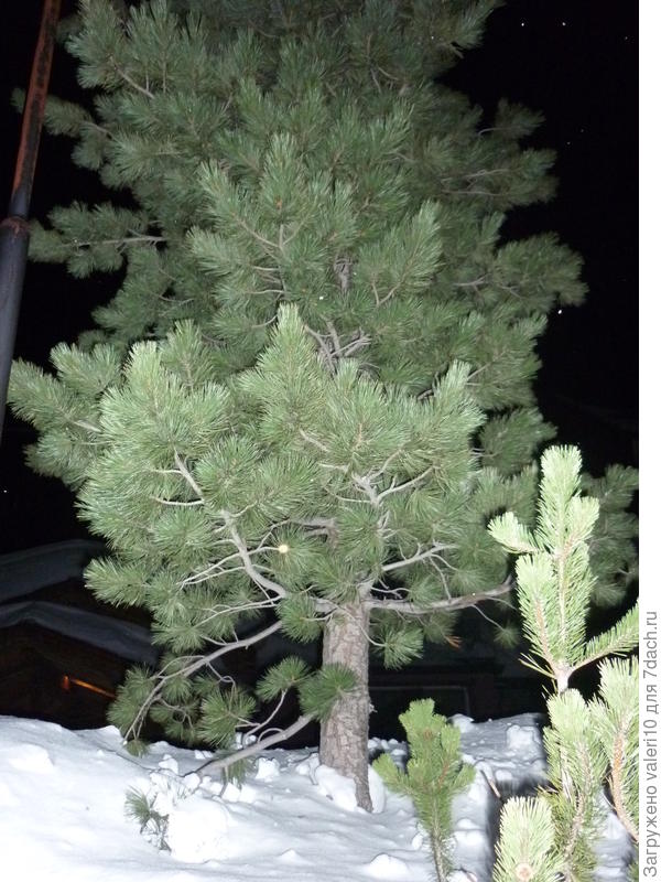 фотографировала в темноте, так что цвет коры не очень виден