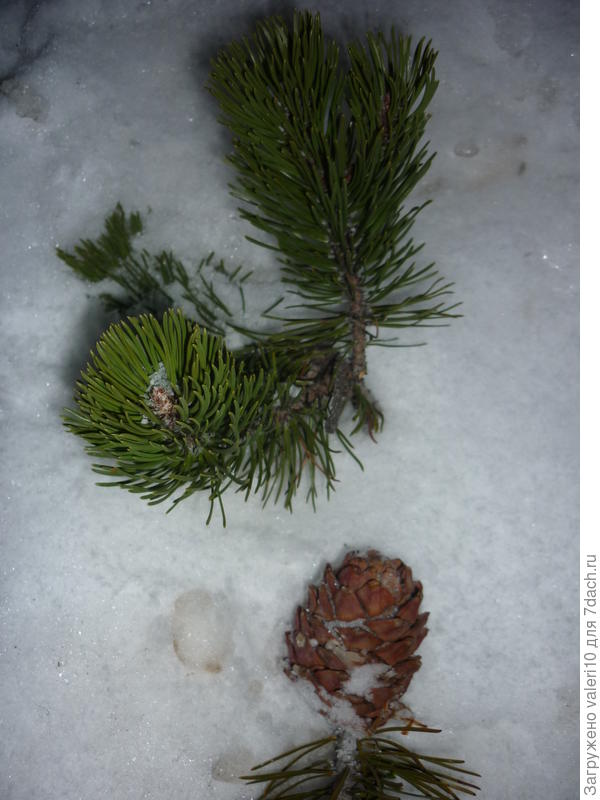 родительская сосна