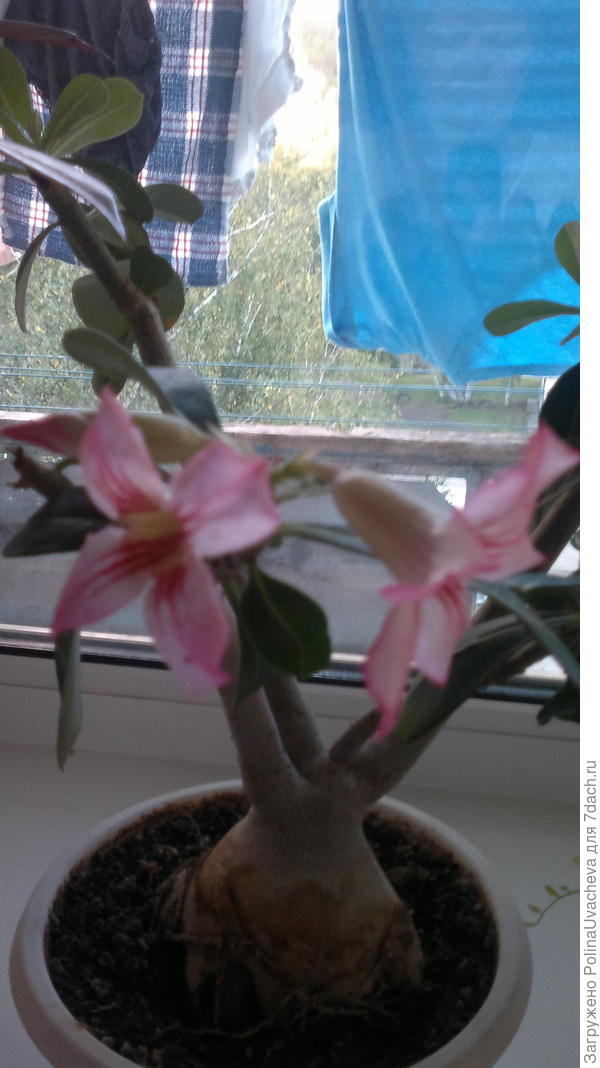 цветет каждый год , но слабо