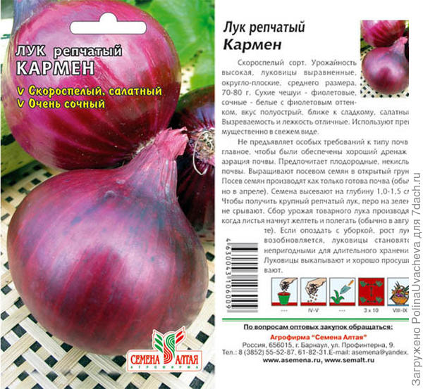 Лук орландо описание сорта