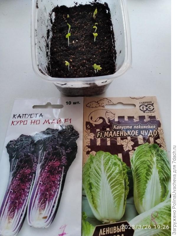 посев 24 марта , а на фото от 26 марта