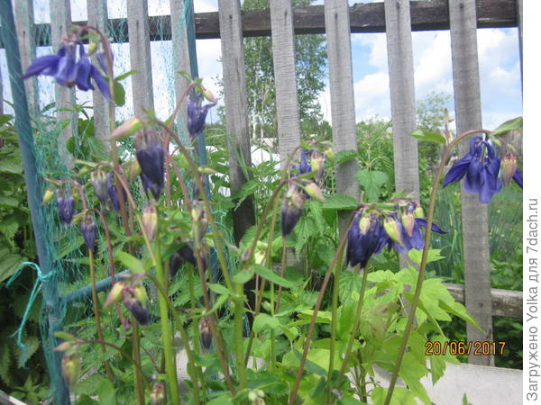 Растёт сама по себе.