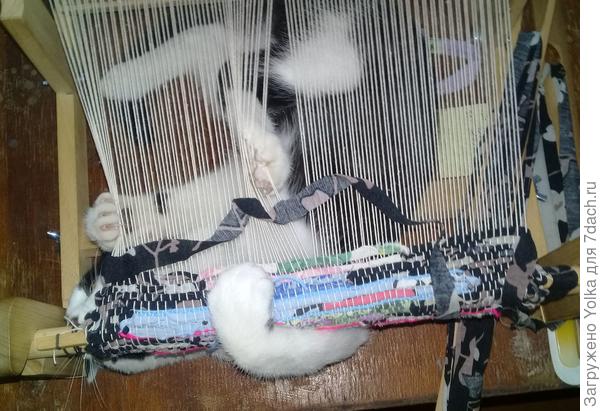 К радости Петрухи, я люблю ткать. Ну, и Петруха тоже... любит.