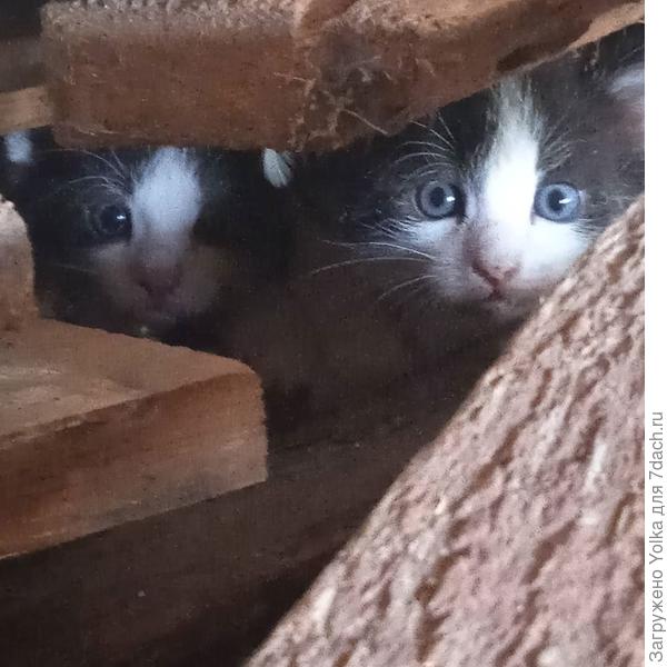 Такими мы увидели их в нашем сарае среди досок. На переднем плане - Петруха