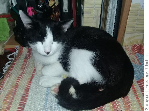 Зато у Петрухи есть собственный половичок.