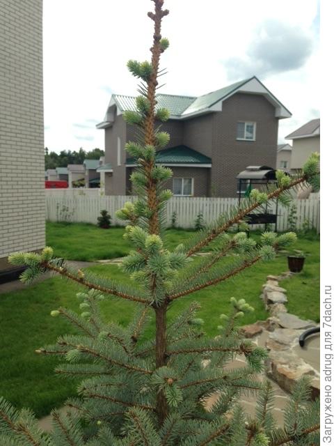 голубая ель