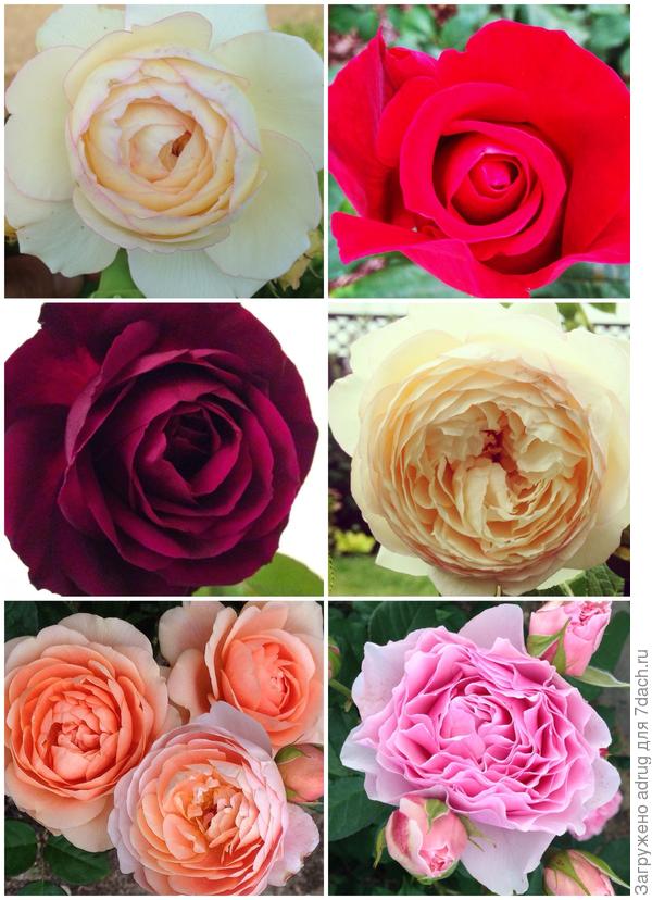 мой розарий