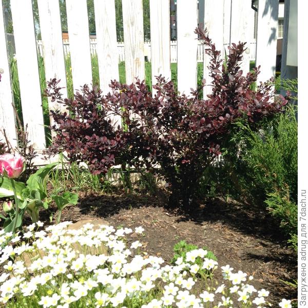 Барбарис Тумберга