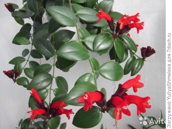 Эсхинантус