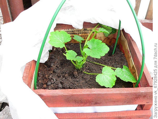 компостный ящик с кабачками ранней весной