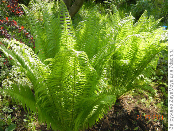 Папоротник страусово перо на моей даче