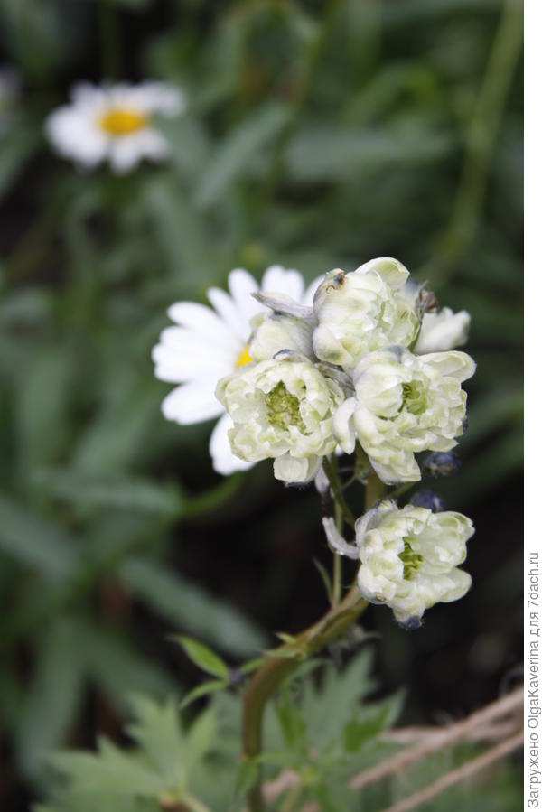 дельфиниум