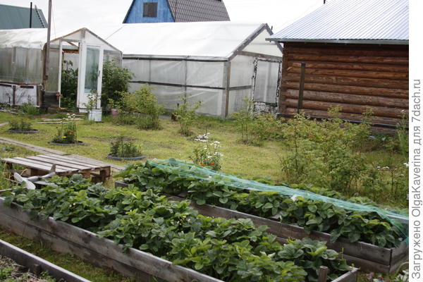 Клубника в коробах