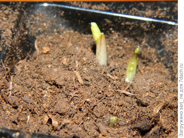 ранункулюс