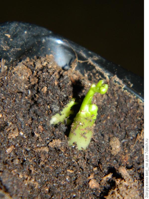 ранункулюс