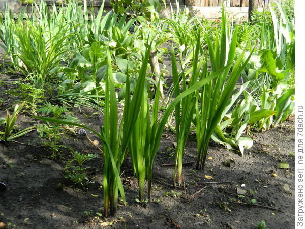 Ацидантера