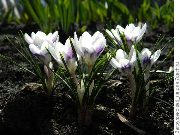 Крокусы