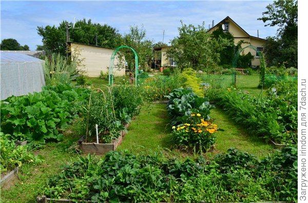 узкие грядки (свекла с томатами)