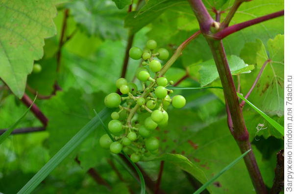 виноград