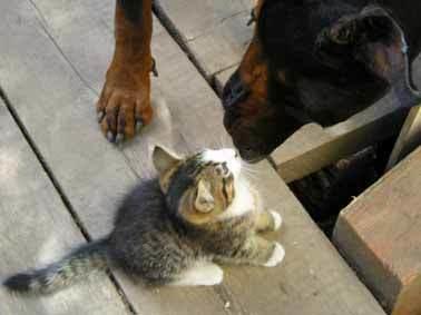 Тёмушка и котенок Тузик