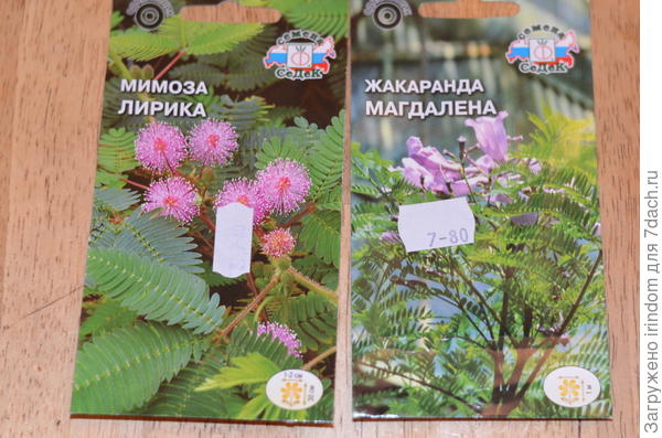 жаккаранда