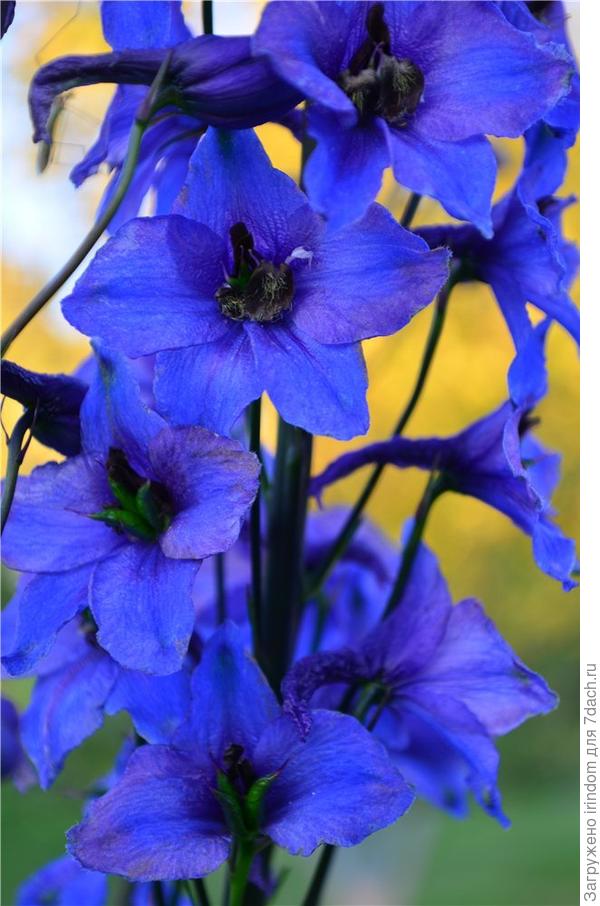 дельфиниум