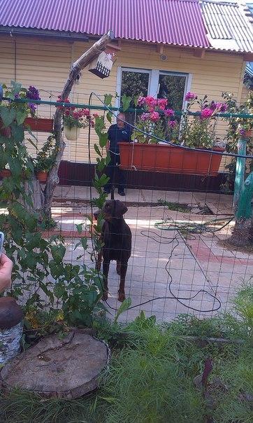 первая часть выгула