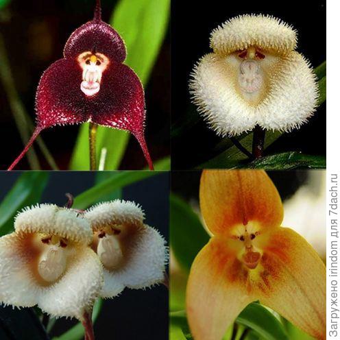 орхидея