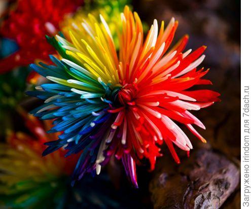 хризантема