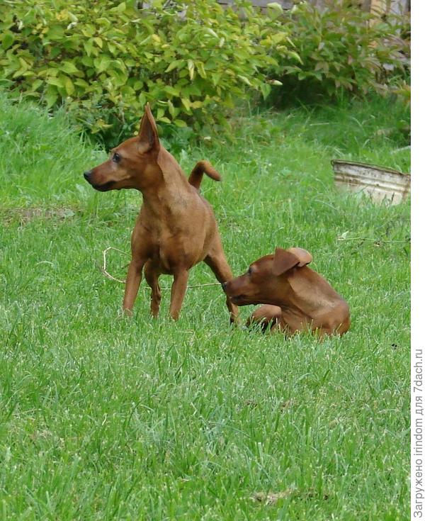 цвергпинчеры