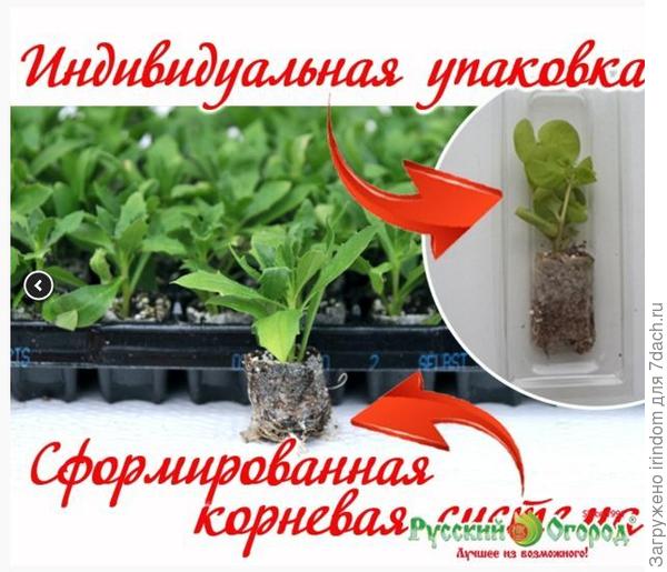 сеянцы