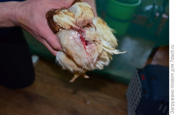 SOS, каннибалы