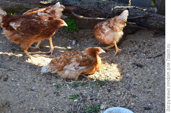 солнечные ванны