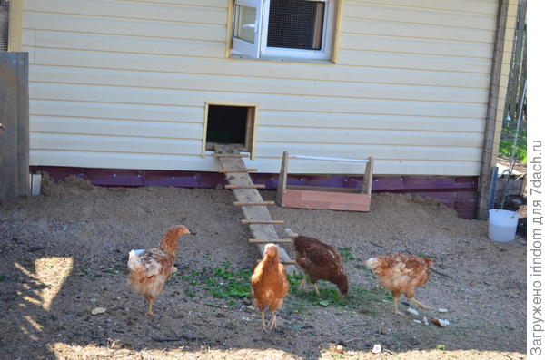 подножный корм