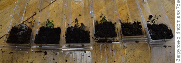 погибшие растения