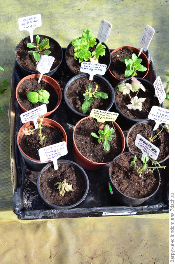 Пытаюсь реанимировать то, что осталось. Но, один уже умер и два без признаков жизни((((