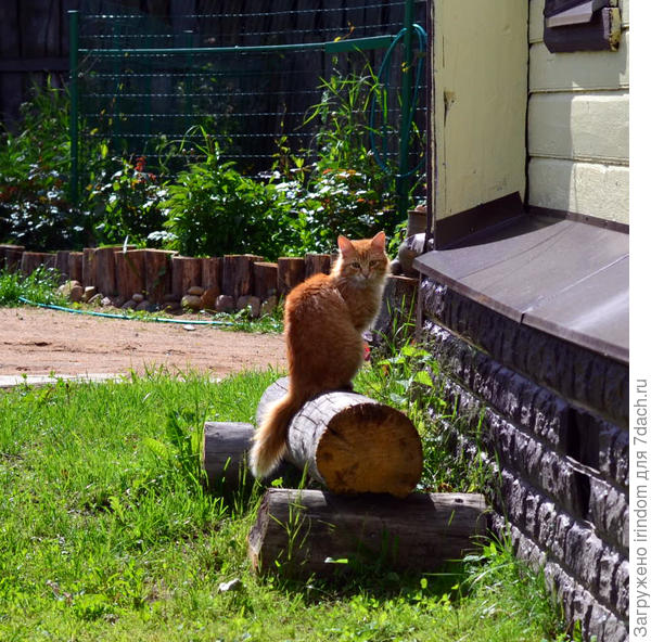 кот