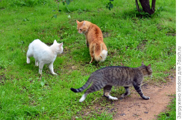 коты