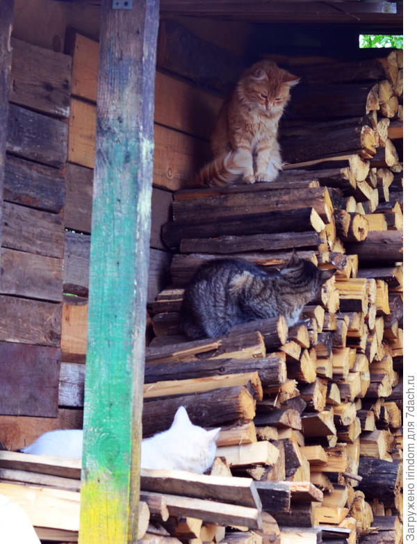 кот