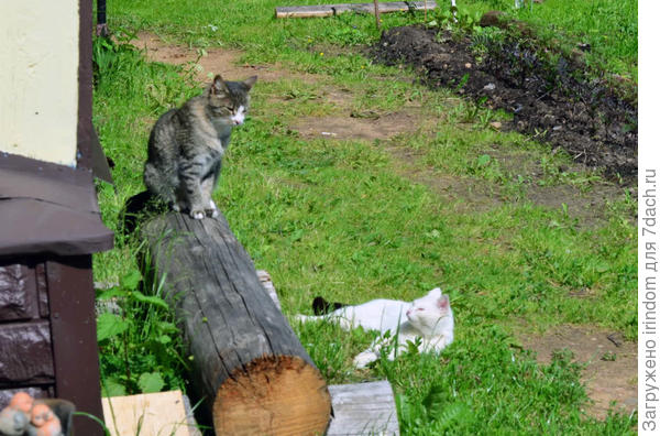 кот