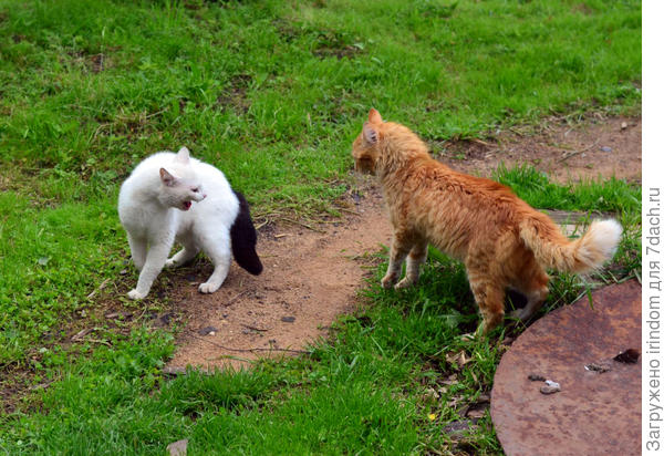 коты