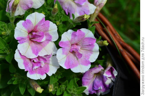 Sweet Pleasure Lavender White Circle