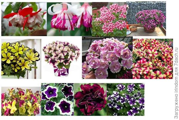 Фуксии пока не цветут, но бутоны набрали. Вербена оказалась красной, очень насыщенного глубокого цвета. Пару петуний я не смогла вырастить.