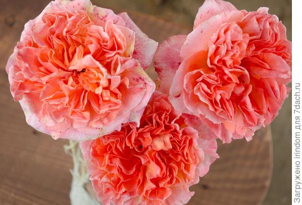 мои розы - вам