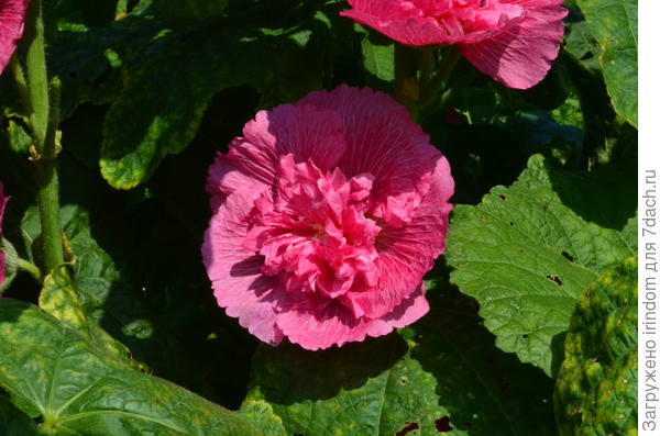 покупала семена белой)))